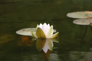 Individuelle Teichanlage als Teil einer modernen Garten- und Landschaftsgestaltung.