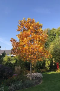 Individuell gestalteter Garten als Rückzugsort und Lebensraum im Außenbereich.
